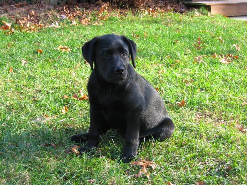 Štěňata labradorského retrívra k adopci
