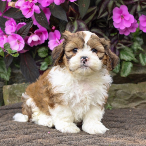 Prodám štěňata SHIH TZU