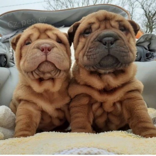 Prodm zdrav tata okovan shar-pei.