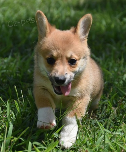 corgi, pembroke velšská štěňata