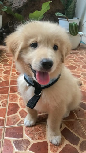 Prodám štěňata labradorského retrívra.