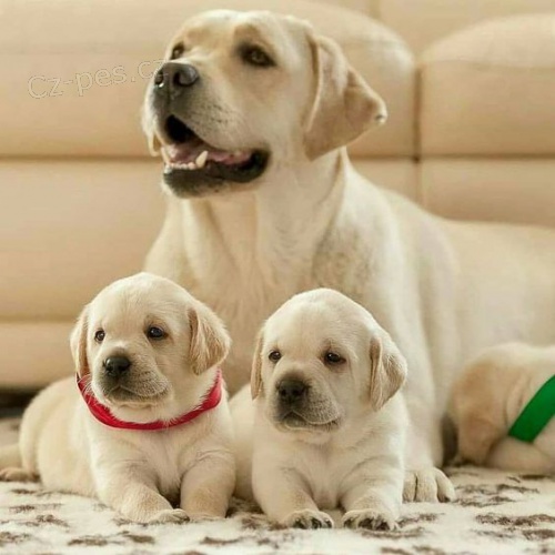 Prodám štěňata labradorského retrívra.