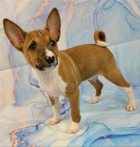 štěňata basenji