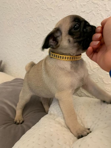  Mops štěňata bez PP