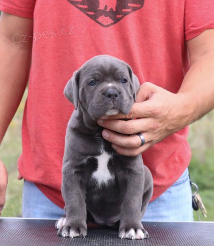 Prodám štěňata italského Cane Corso