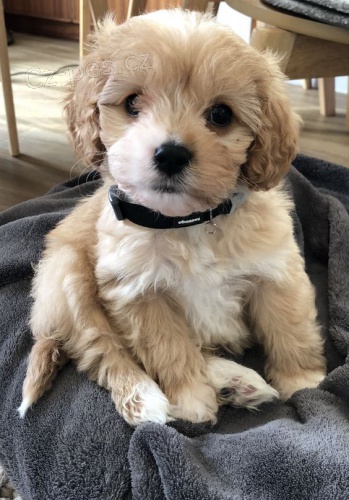 Prodám štěňata Maltipoo.