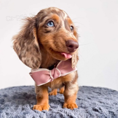 Dlouhosrst� �t��ata miniaturn�ho jezev��ka