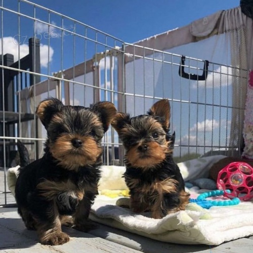 Prodám mini štěňata yorkie.