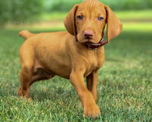 VIZSLA ŠTĚŇATA K Adopci