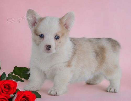 corgi, pembroke velšská štěňata