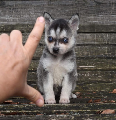 Prodám štěňata ALASKAN KLEE KAI