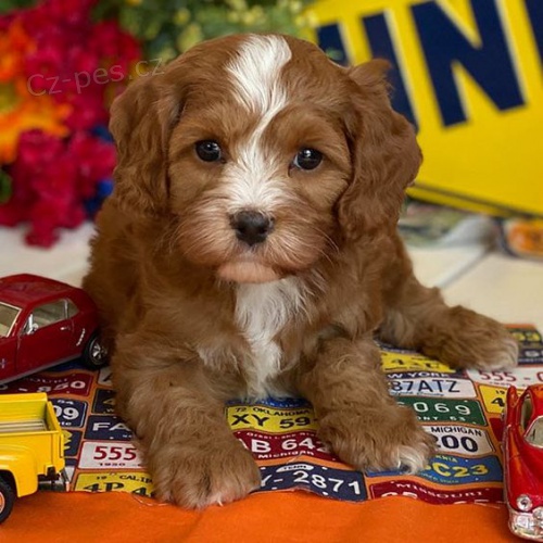 Hypoalergenní štěňata Cockapoo k adopci