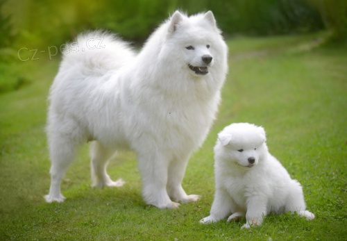 Štěňata Samojed Na Prodej