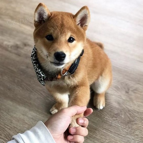 ŠTĚŇATA MINI SHIBA INU