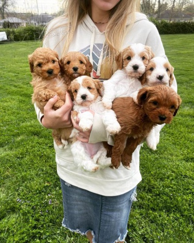 mini štěňata Cavapoo