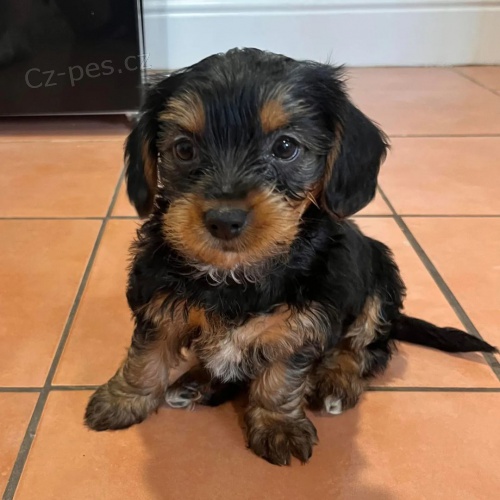 MINI ŠTĚŇÁTKO YORKIPOO