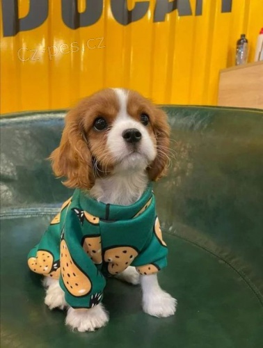 Prodám mini očkovaná štěňata Kavalír King Charles Spaniel.