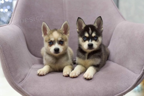 Predám šteniatka ALASKAN KLEE KAI