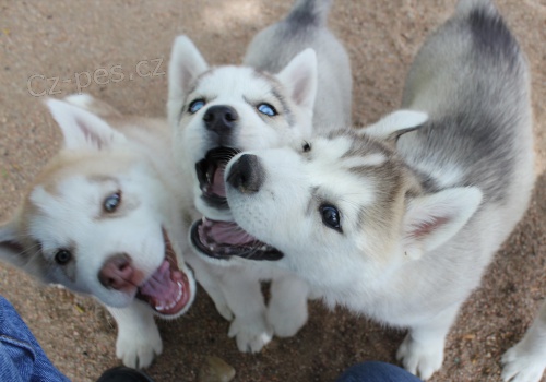 Sibiřský husky štěňata Fenku a Pes