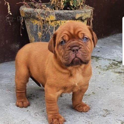 Štěňata Bordeauxské dogy