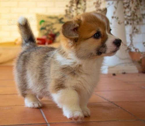 Prodám krásná štěňátka Cardigan Welsh corgi.