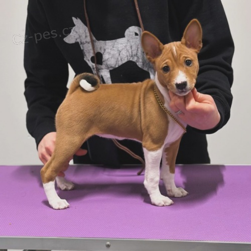 krásná očkovaná a odčervená štěňátka Basenji