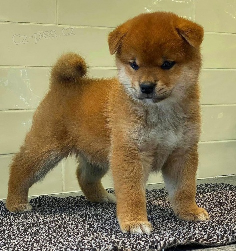 štěňata shiba inu