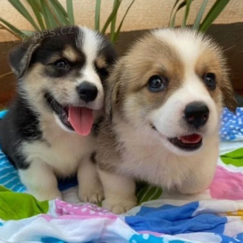štěňata Pembroke Welsh Corgi