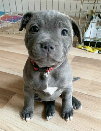 pitbull teriéra
