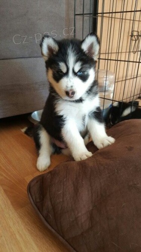 mini štěňata sibiřského huskyho