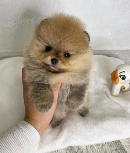 toy štěně německého špic