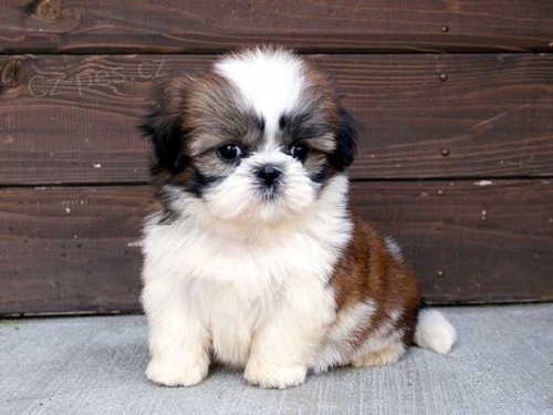 štěňata SHIH TZU