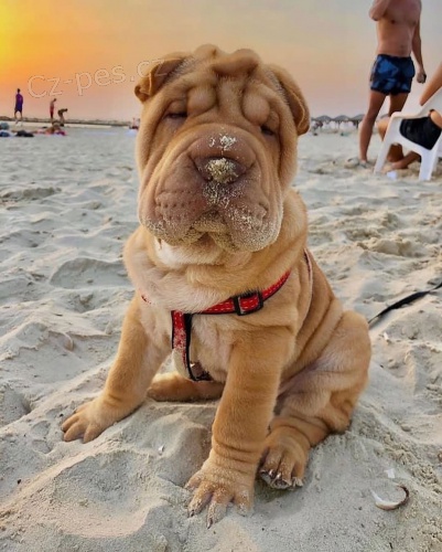 štěňata očkovaná shar-pei.