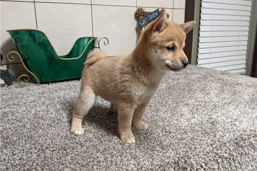 Prodám super zdravá štěňata Shiba Inu