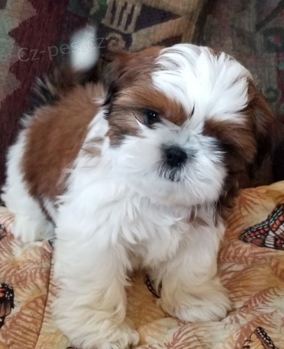 tata SHIH TZU