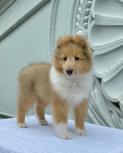 tata sheltie k adopci