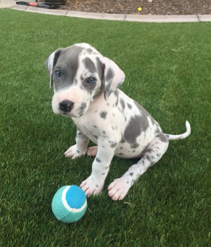 tata nmeck dogy
