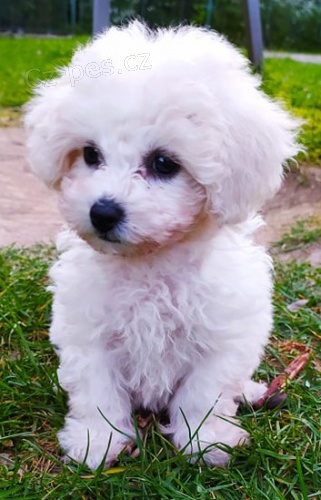 Bionek Fris chlapeek