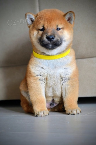 Shiba Inu štěňata Shiba Inu štěňata