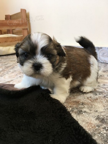 tata SHIH TZU