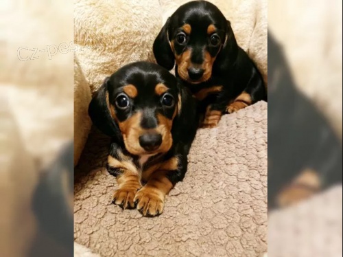 Jezev��k hladkosrst� trpasli��