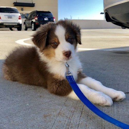 �t��ata border kolie