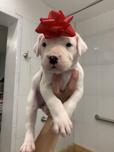 �t��ata argentinsk�ho doga