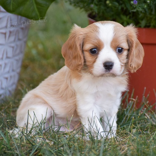 Kaval�r King Charles Spaniel.