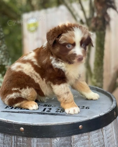 australsk�ho ov��ka