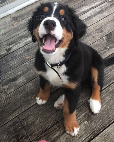 bernsk�ho sala�nick�ho psa