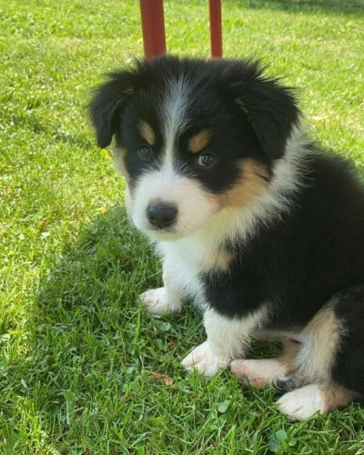 australsk�ho ov��ka