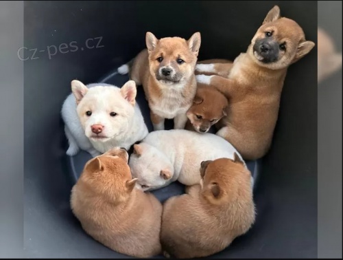 Zdrav� a hrav� �t��ata Shiba Inu.