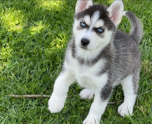 Prod�m �t��ata sibi�sk�ho huskyho v Jihlav�