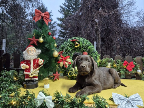 �okol�dov� �t��ata labradorsk�ho retr�vra